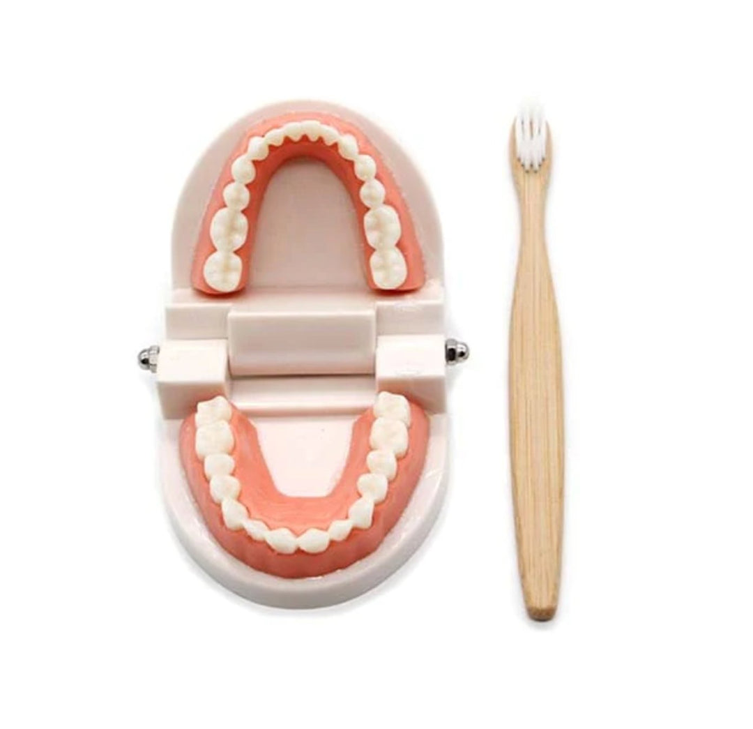 Montessori 'Brush Your Teeth' Educational STEM Toy