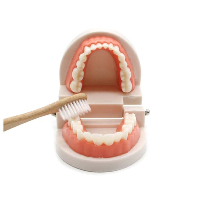 Montessori 'Brush Your Teeth' Educational STEM Toy, designed to teach children about dental hygiene and promote fine motor skills through interactive play, perfect for early childhood educators and parents.