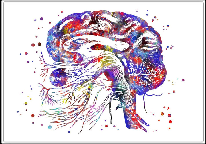 Brain - Cranial Nerves 100% Cotton Canvas Watercolour Print