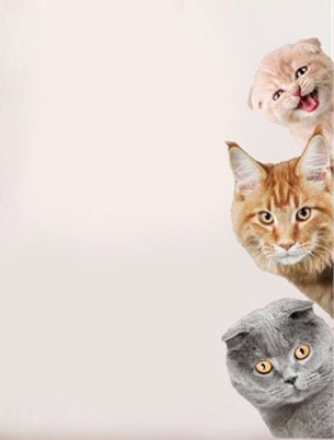 Three Cat Veterinary Wall Decal