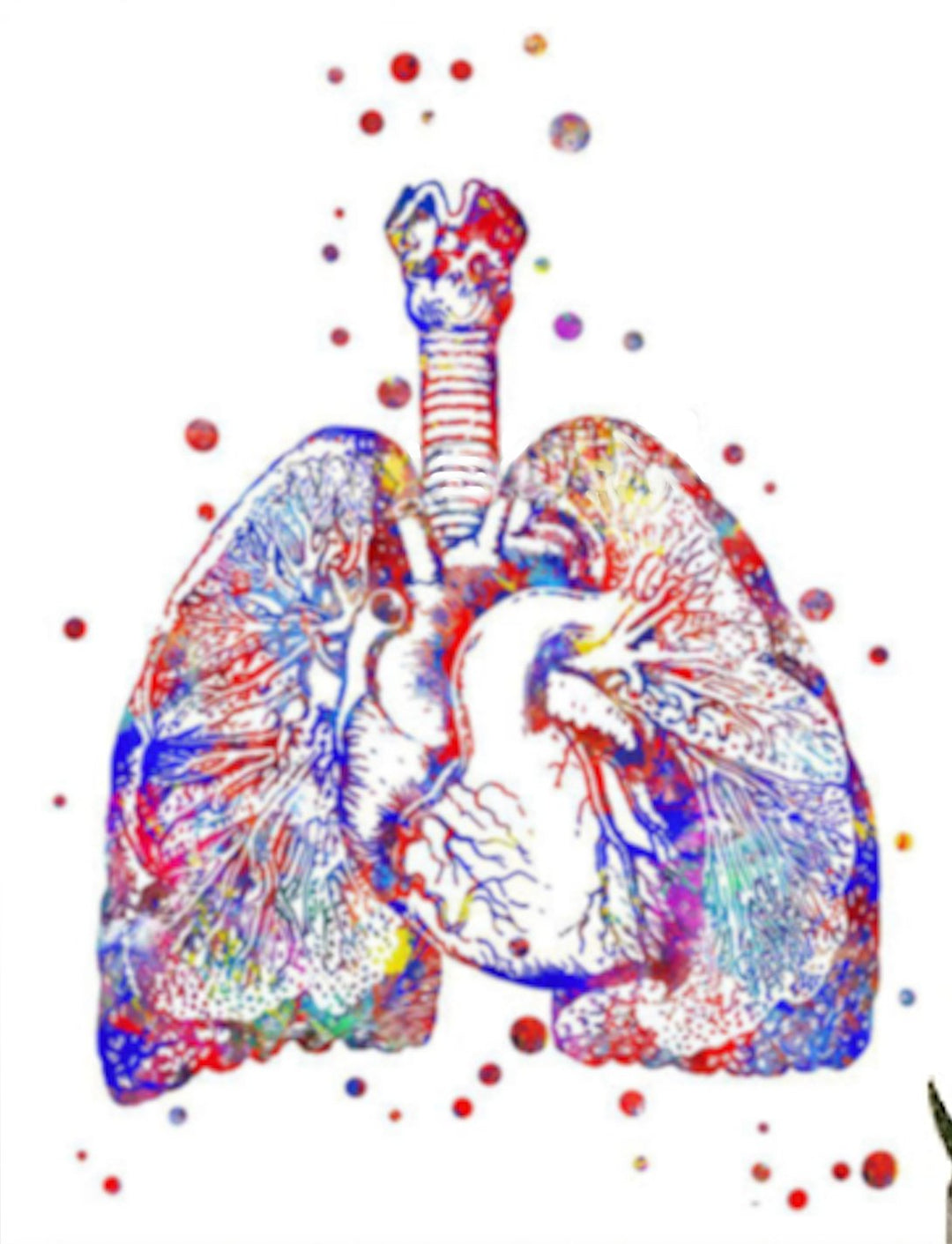 Lungs and Heart Cross Section 100% Cotton  Canvas Watercolour Print