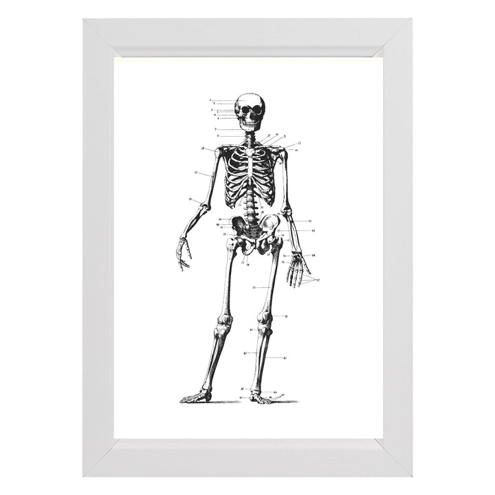 Vintage Skeleton Anatomy Framed Prints - Set of 3, featuring detailed skeletal illustrations, perfect for decor in medical offices or homes.