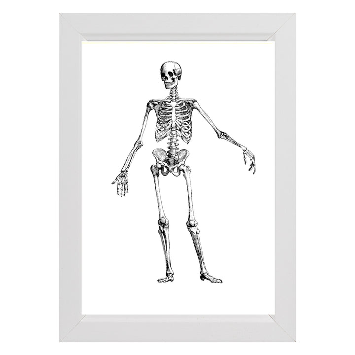 Vintage Skeleton Anatomy Framed Prints - Set 3