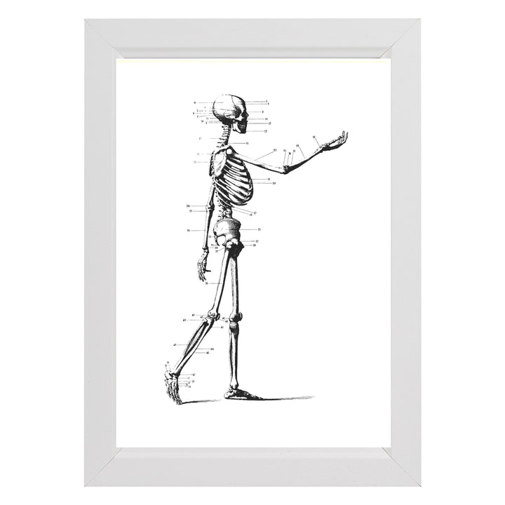 Vintage Skeleton Anatomy Framed Prints - Set 3